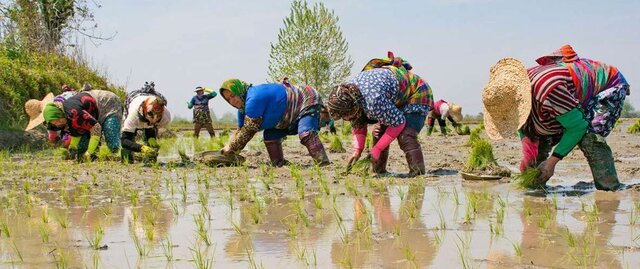  تصویری از زنان گیلانی در شالیزار که چادرشب به کمر بسته‌اند  