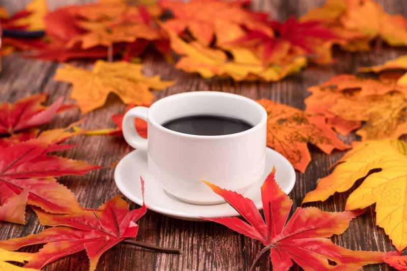 ۷ دمنوش پاییزی برای تقویت سیستم ایمنی و رفع خستگی 1