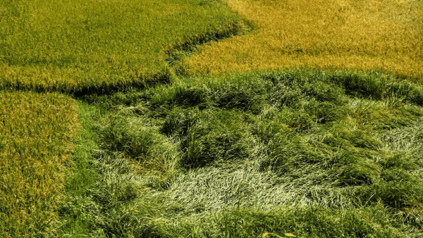 تمدید مهلت بیمه زراعت برنج در گیلان تا ۱۵ تیرماه 1